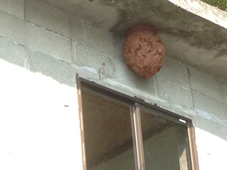 スズメバチの巣