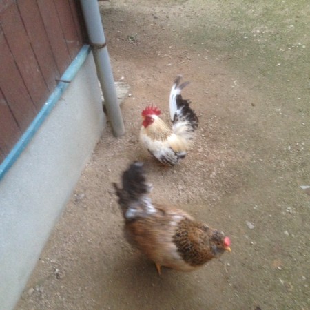 アローカナとチャボ