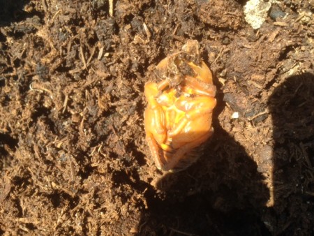 カブトムシのさなぎ