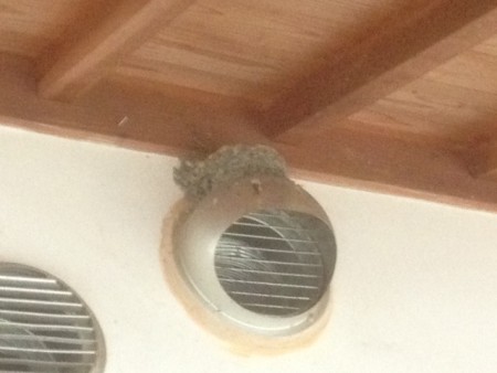 空っぽのツバメの巣