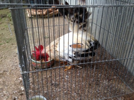 隔離されたピー助