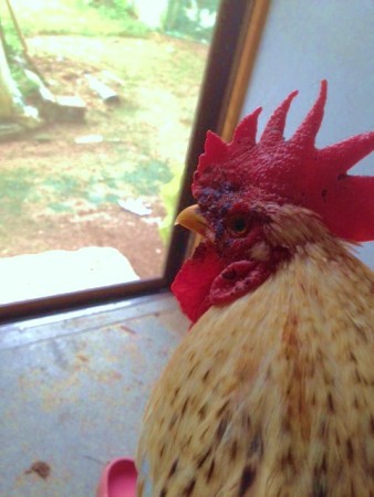 傷ついたピー助