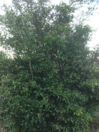 無肥料の柚子の木